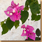 bougainville